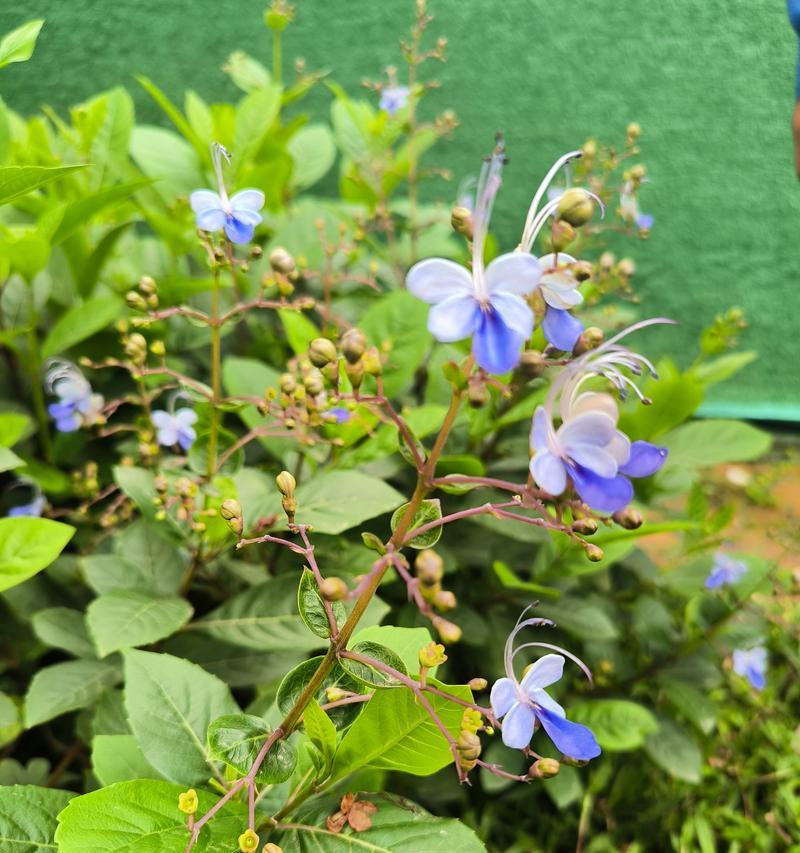 蓝蝴蝶花的花语与意义（探寻蓝蝴蝶花的内涵及象征）