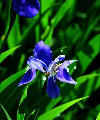 蓝蝴蝶花的花语与意义（探寻蓝蝴蝶花的内涵及象征）