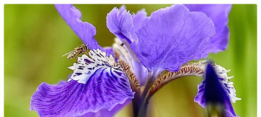 蓝蝴蝶花的花语与意义（探寻蓝蝴蝶花的内涵及象征）