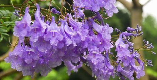 以蓝花楹的花语与美丽之道（以蓝花楹烙印心中的希望与宁静）