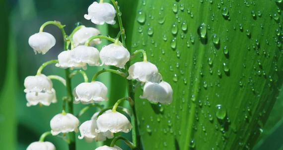 蓝铃花的花语与寓意（蓝铃花花语的深层含义与传承）