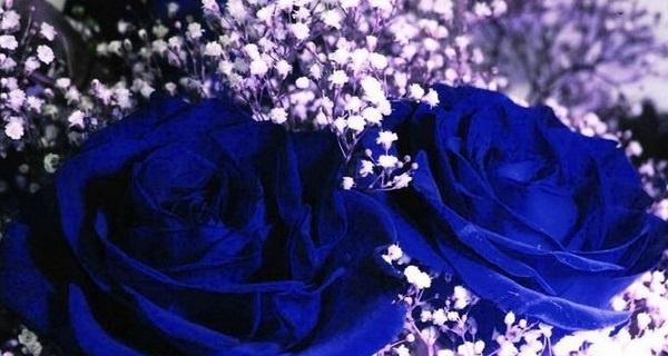 蓝色玫瑰的花语及意义探析（传递神秘与奇迹的蓝色花朵）