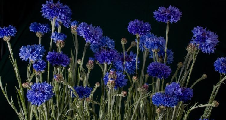 以蓝色矢车菊的花语为主题的美丽传达（蓝色矢车菊的花语与内涵解析）
