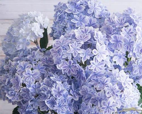 蓝色绣球花（传递浪漫和纯洁的花语）