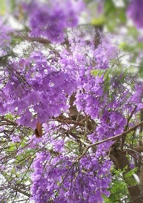 以蓝楹花语是什么意思（深入解读蓝楹花的寓意与象征）