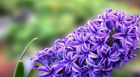 探寻冷门花名的美妙花语（珍藏在花海中的花语之美）