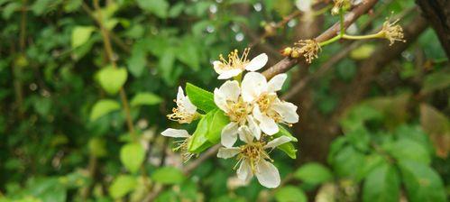 梨花盛开，花语深长（探秘梨花的花语寓意）
