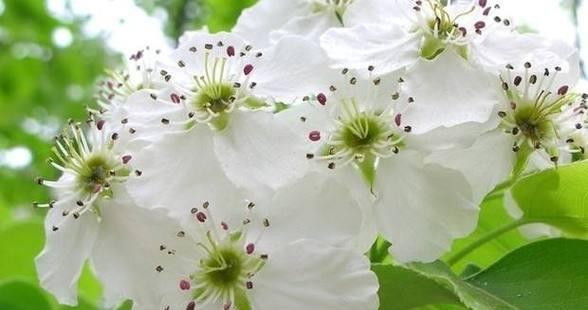 梨花花语的深刻意义（揭秘梨花花语的内涵与传承）