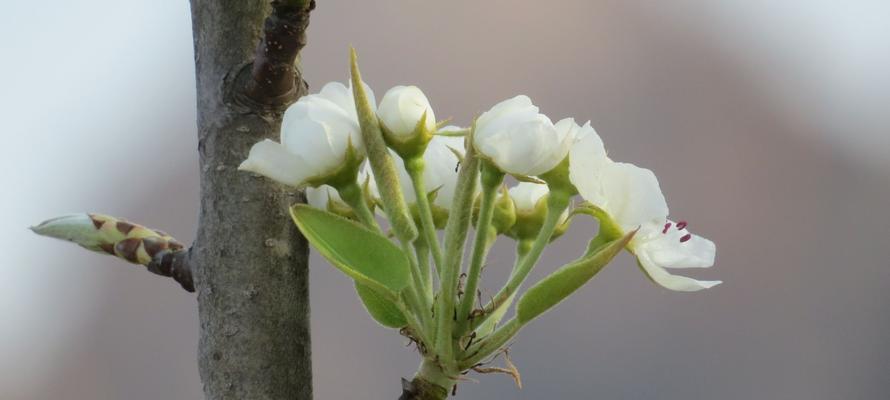 梨花花语的深刻意义（揭秘梨花花语的内涵与传承）