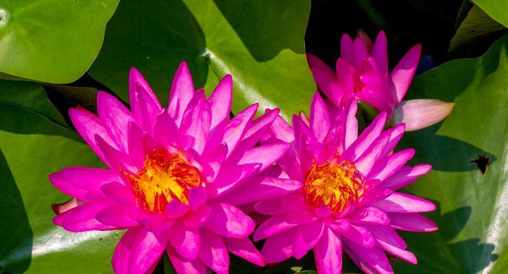 以莲花花语代表什么意思（莲花的美丽与深意）