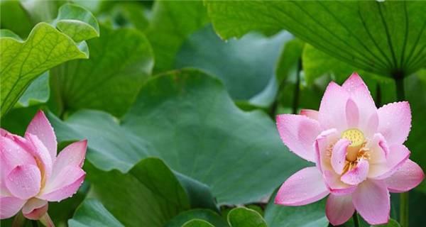 以莲花花语代表什么意思（莲花的美丽与深意）