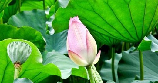 以莲花花语代表什么意思（莲花的美丽与深意）
