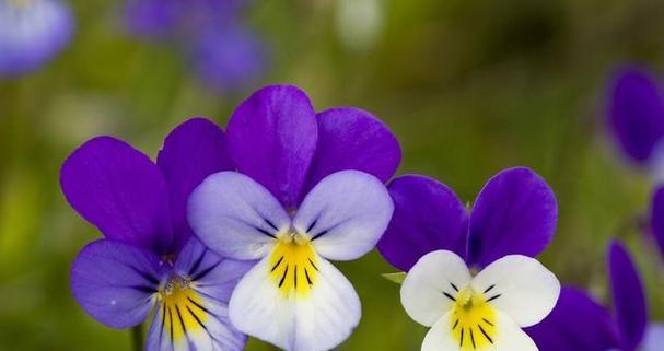 铃铛花（探寻铃铛花的神奇花语）