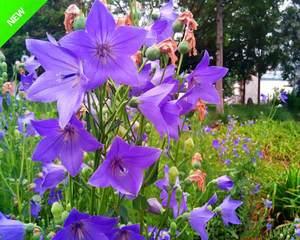 铃铛花（探寻铃铛花的神奇花语）