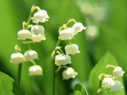 铃兰花语及其美丽的含义（探寻铃兰花的神秘密码——铃兰的花语是什么）