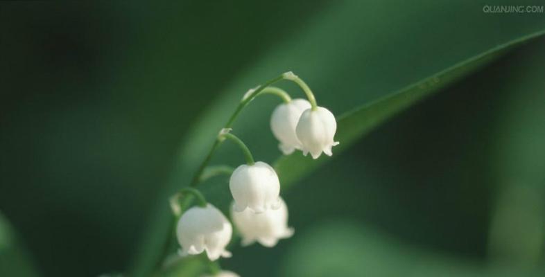 铃兰花语及其美丽的含义（探寻铃兰花的神秘密码——铃兰的花语是什么）
