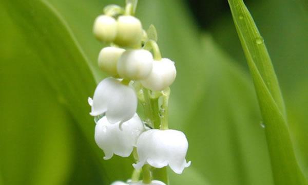 铃兰花语及其美丽的含义（探寻铃兰花的神秘密码——铃兰的花语是什么）