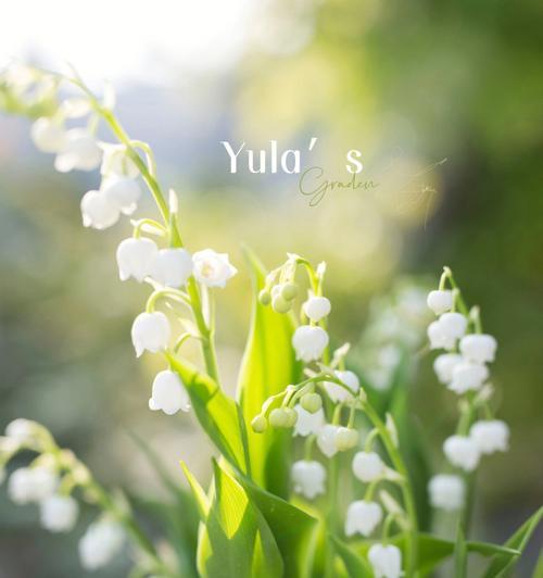 铃兰的花语与意义（探寻铃兰的秘密花语）