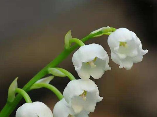 铃兰花语（倾听铃兰花语）