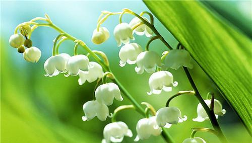 铃兰花语（倾听铃兰花语）