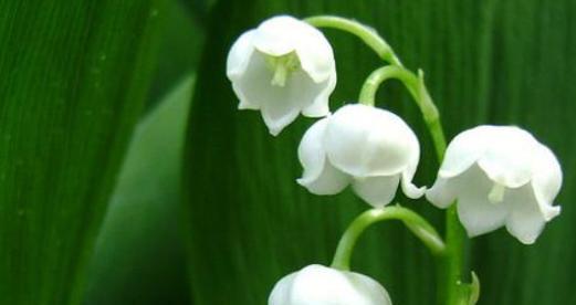 铃兰花语（倾听铃兰花语）