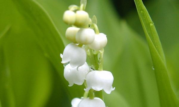 铃兰花之美与传说（传承千年的花语与神话）