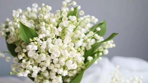 铃兰花之美与传说（传承千年的花语与神话）