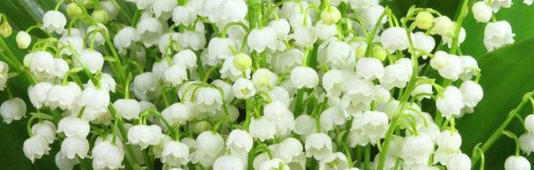 铃兰花（寻找铃兰花的花语之谜）