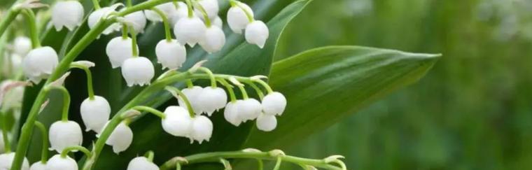 铃兰花（寻找铃兰花的花语之谜）