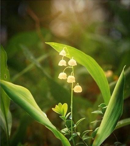 铃兰花（寻找铃兰花的花语之谜）