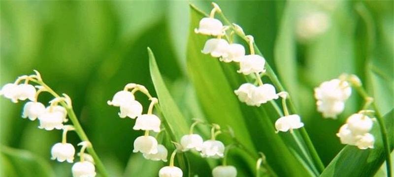 铃兰花语大全及寓意解析（探秘铃兰花语）