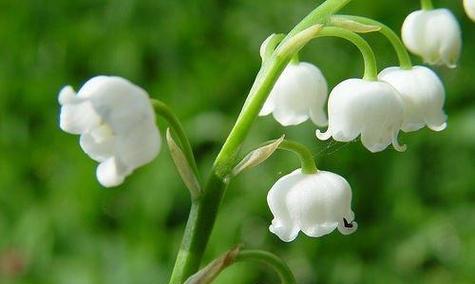 铃兰花语大全及寓意解析（探秘铃兰花语）