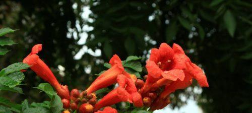 凌霄花（自由之花）