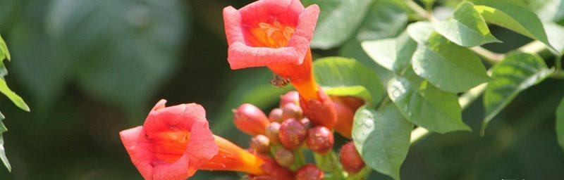 凌霄花花语之魅力解读（揭秘凌霄花花语的隐藏意义）