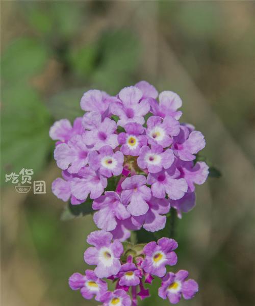 流苏花的花语是什么（探寻流苏花的内涵与象征意义）