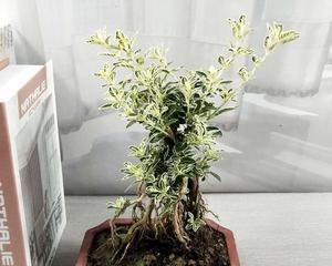 六月雪盆景（以繁花绽放诠释坚韧与希望）