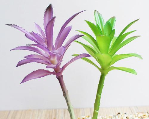 龙舌兰花的寓意与象征（探寻龙舌兰花的内涵与象征意义）