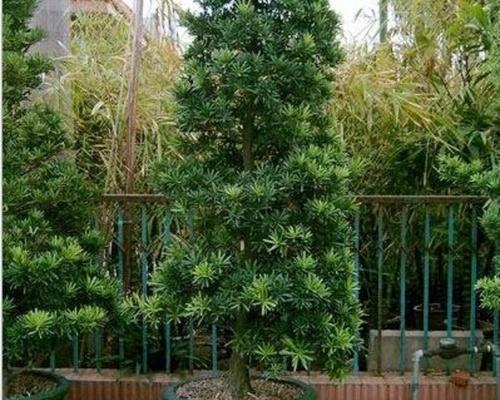 探索罗汉松的意义与象征（揭示罗汉松作为禅宗文化的重要象征）