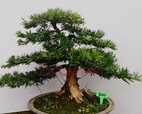 探索罗汉松的意义与象征（揭示罗汉松作为禅宗文化的重要象征）