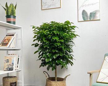 绿宝树的寓意与人生启示（探索绿宝树的象征意义）
