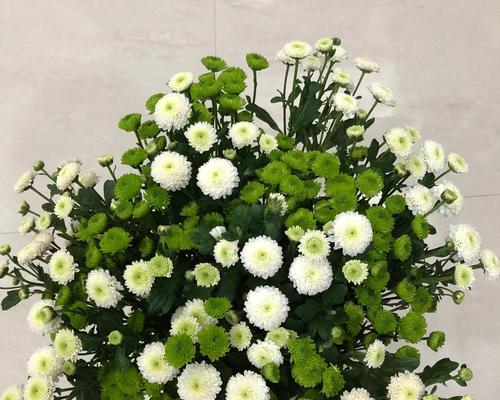 绿色雏菊的花语与寓意（解读绿色雏菊的内涵）