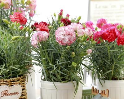 绿色康乃馨花语（探索康乃馨花语的深层意义）