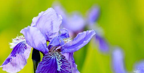 绿菟葵花语之美（绽放于生活中的喜悦与幸福）
