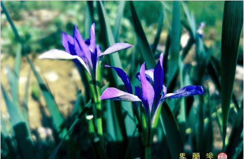 以马兰花花语揭示情感的奥秘（探寻以马兰花花语的深层含义）