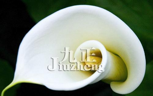 马蹄莲（探寻马蹄莲的寓意与生长之道）
