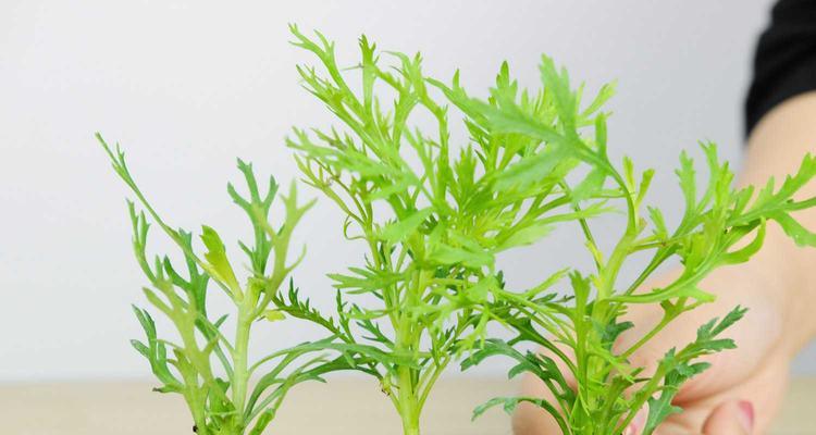 探秘玛格丽特花语的深意（玛格丽特花语解读及传达爱与希望的）