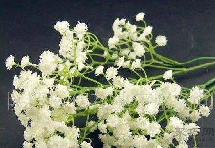 满天星的含义与象征（花语解读）