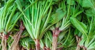 探寻菠菜的故乡——菠菜产地在哪里（一路追寻）