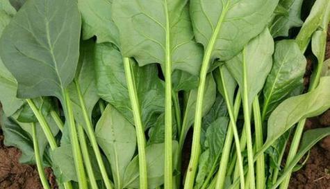 菠菜的生长习性及环境条件（探究菠菜的适应性与栽培技巧）
