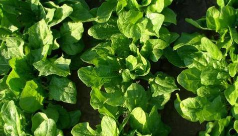 探寻菠菜的生长周期（了解菠菜生长需要关注的15个方面）